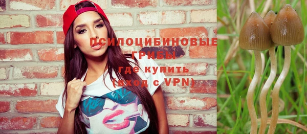 сатива Бородино